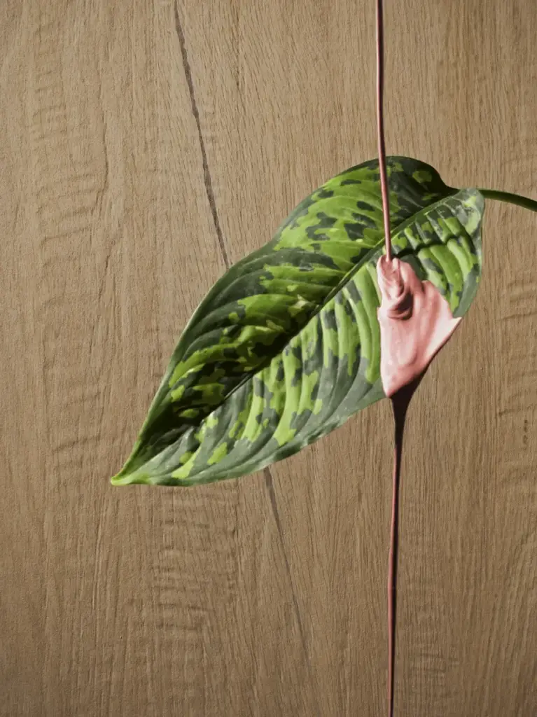 Интерьер Serenissima Cir I Lecci - 1