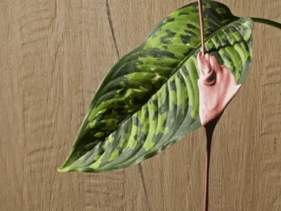 Serenissima Cir I Lecci